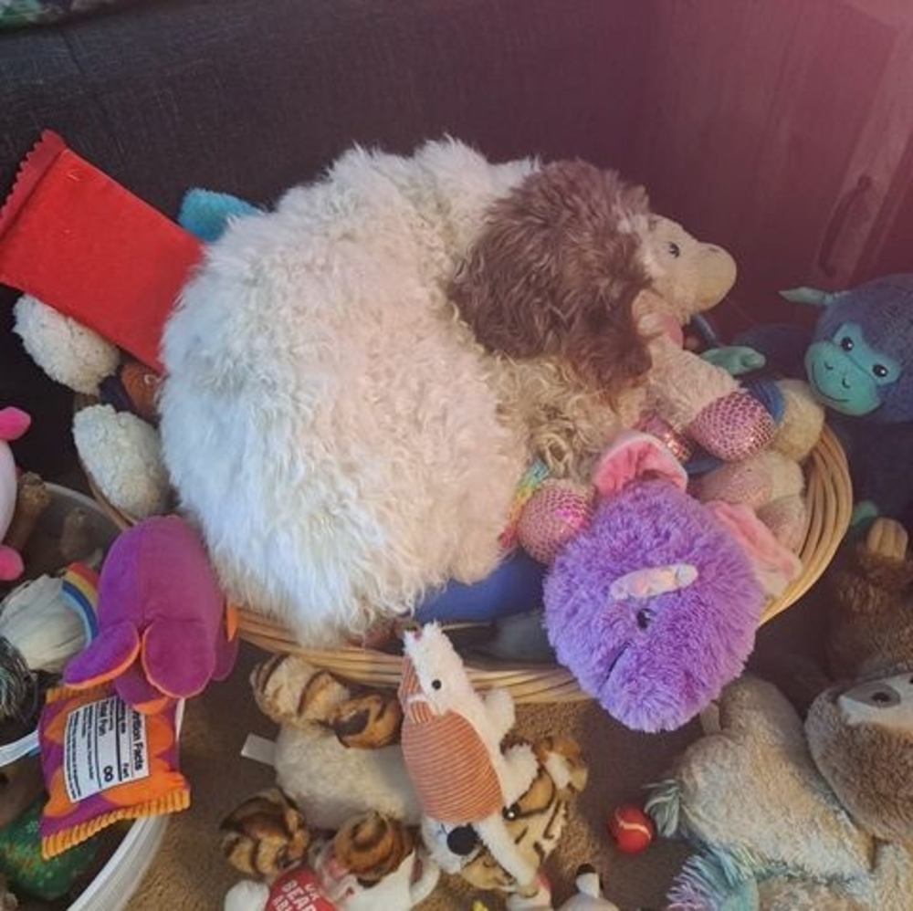 Meet your Posher, Patricia